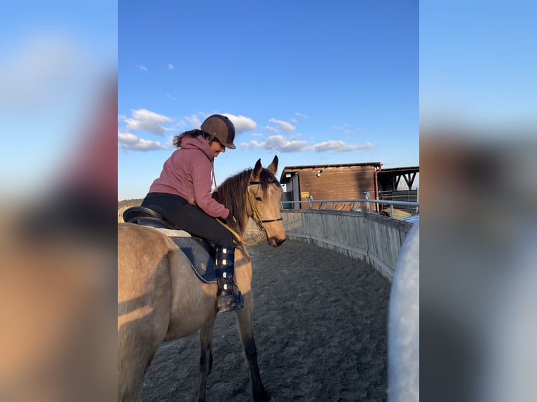 Snelheidsrekpaard Ruin 4 Jaar 160 cm Buckskin in Obermichelbach