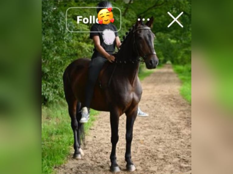 snelle leerster zoekt een bijrijdpaard