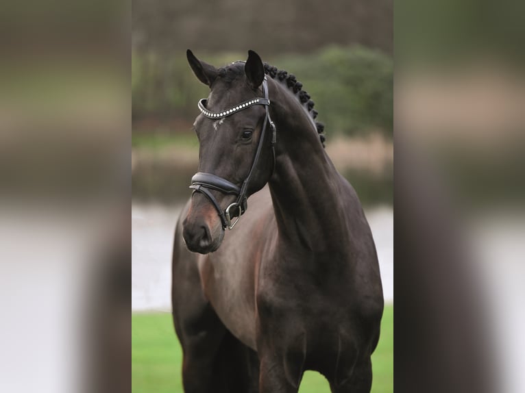 SO PERFECT Oldenburg Stallion Smoky-Black in Syke