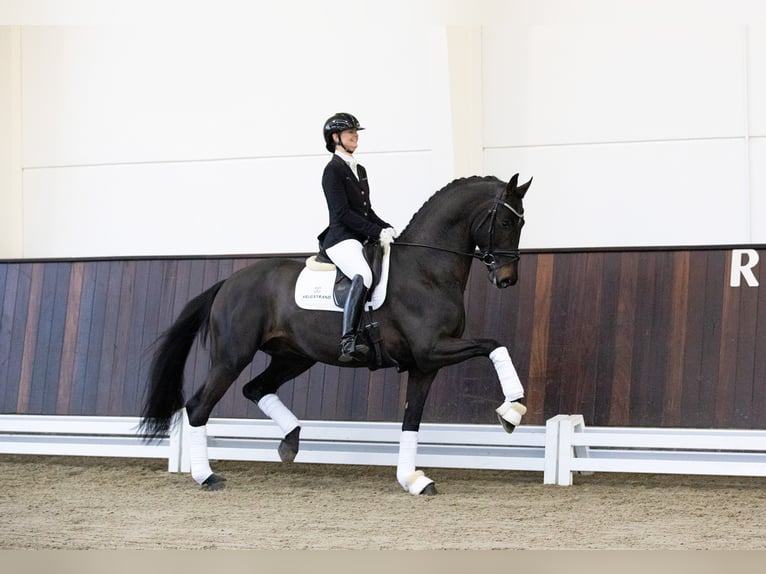 SO PERFECT Oldenburg Stallone Baio nero in Syke