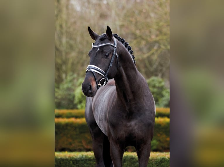 SO PERFECT Oldenburg Stallone Baio nero in Syke