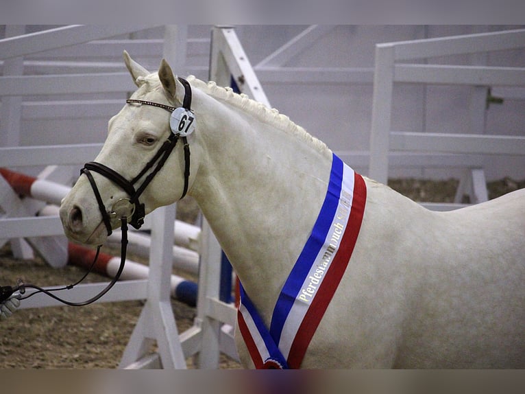 Soel'rings Cuvee Petit cheval de selle allemand Étalon Cremello in Bad Sachsa/Nüxei