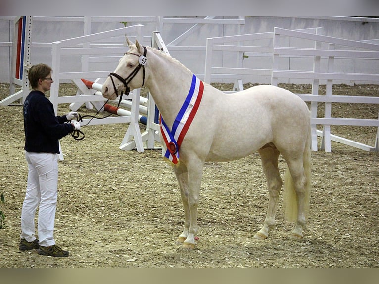 Soel'rings Cuvee Piccolo Pony Tedesco Stallone Cremello in Bad Sachsa/Nüxei