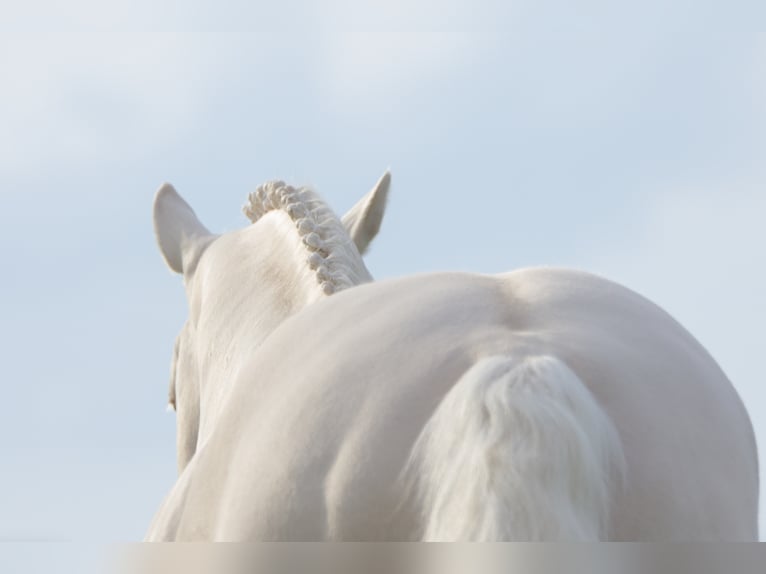 Soel'rings Cuvee Piccolo Pony Tedesco Stallone Cremello in Bad Sachsa/Nüxei