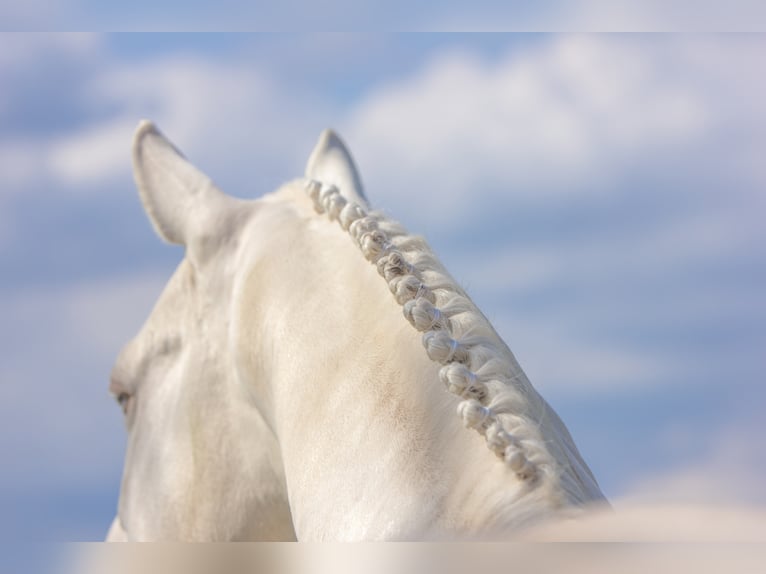 Soel'rings Cuvee Piccolo Pony Tedesco Stallone Cremello in Bad Sachsa/Nüxei