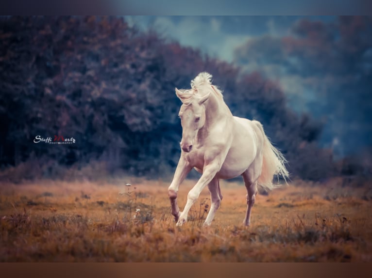 Soel'rings Cuvee Piccolo Pony Tedesco Stallone Cremello in Bad Sachsa/Nüxei