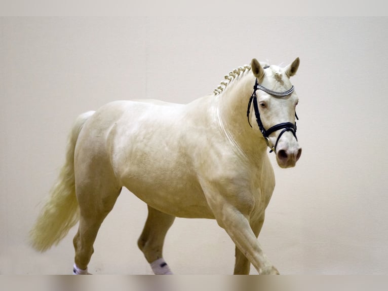 Soel'rings Cuvee Piccolo Pony Tedesco Stallone Cremello in Bad Sachsa/Nüxei