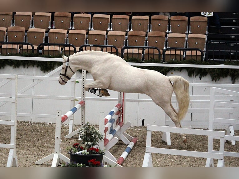 Soel'rings Cuvee Piccolo Pony Tedesco Stallone Cremello in Bad Sachsa/Nüxei
