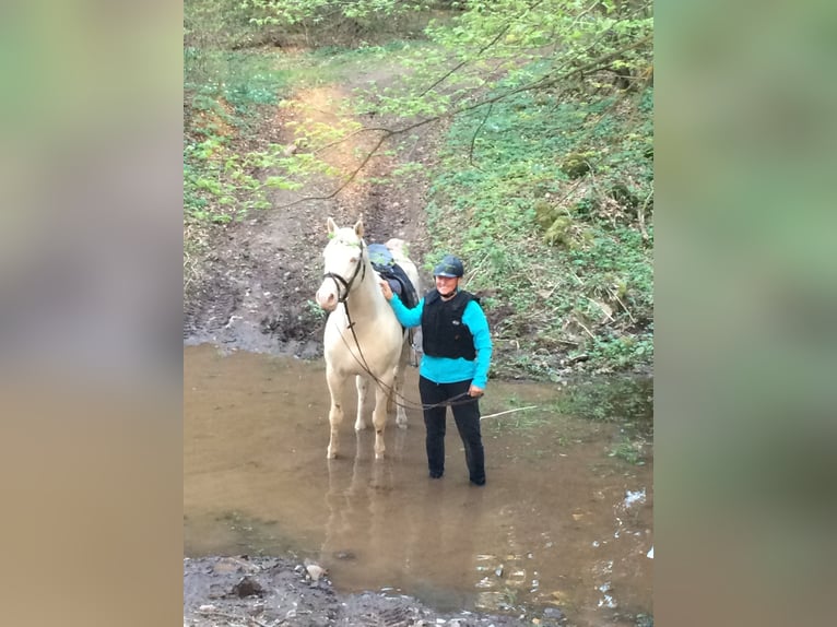 Soel'rings Cuvee Piccolo Pony Tedesco Stallone Cremello in Bad Sachsa/Nüxei