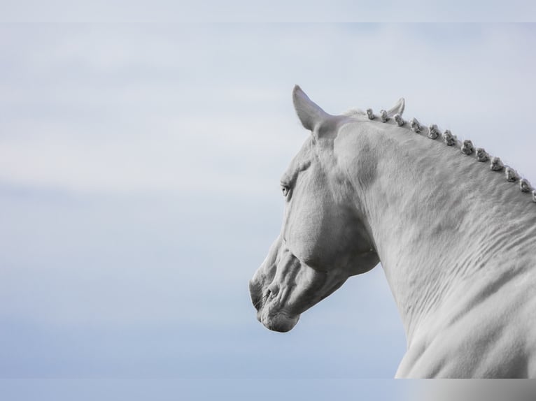 Soel'rings Cuvee Piccolo Pony Tedesco Stallone Cremello in Bad Sachsa/Nüxei