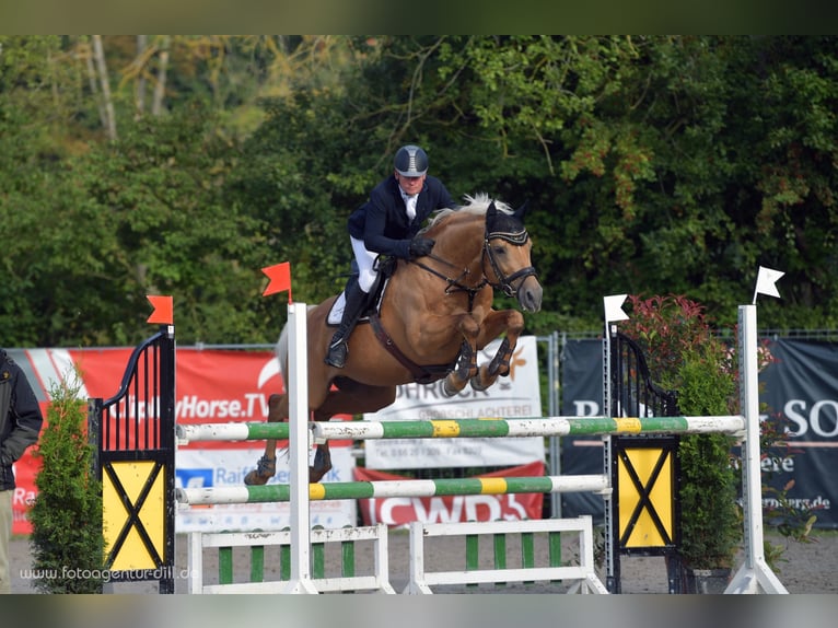 Soel'rings Triple X Piccolo Pony Tedesco Stallone Palomino in Bad Sachsa/Nüxei