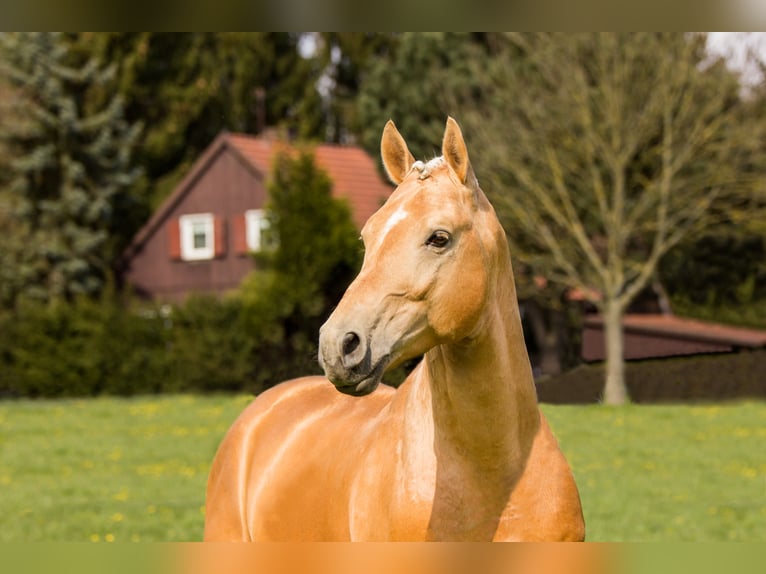 Soel'rings Triple X Piccolo Pony Tedesco Stallone Palomino in Bad Sachsa/Nüxei