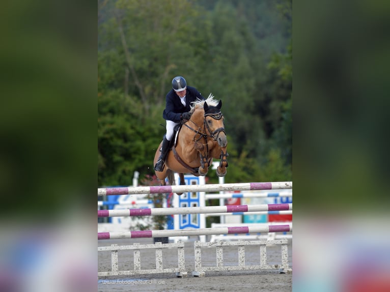 Soel'rings Triple X Piccolo Pony Tedesco Stallone Palomino in Bad Sachsa/Nüxei