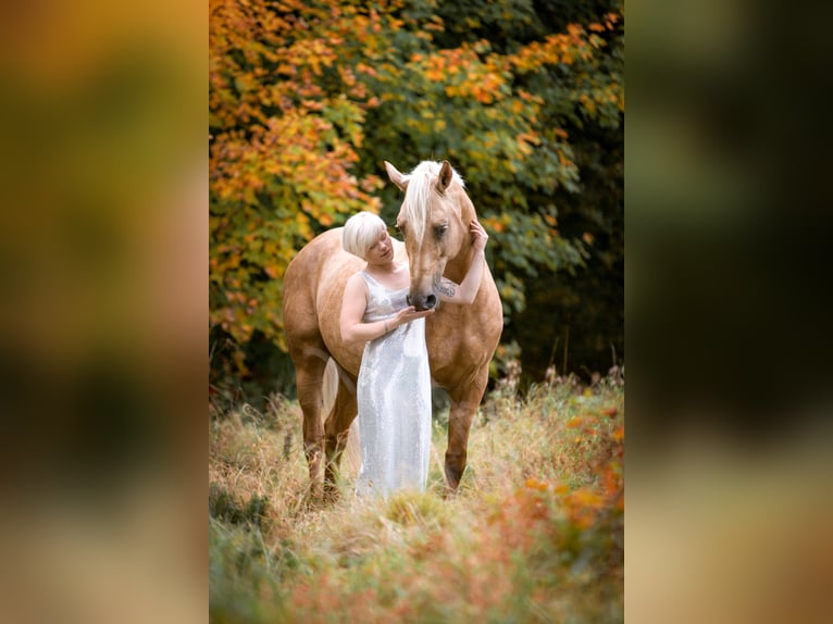 Soel'rings Triple X Piccolo Pony Tedesco Stallone Palomino in Bad Sachsa/Nüxei