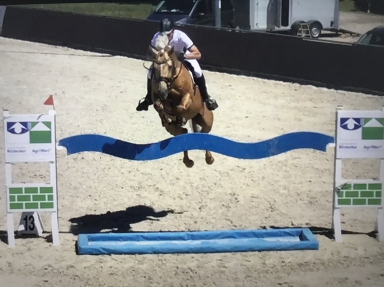 Soel'rings Triple X Piccolo Pony Tedesco Stallone Palomino in Bad Sachsa/Nüxei