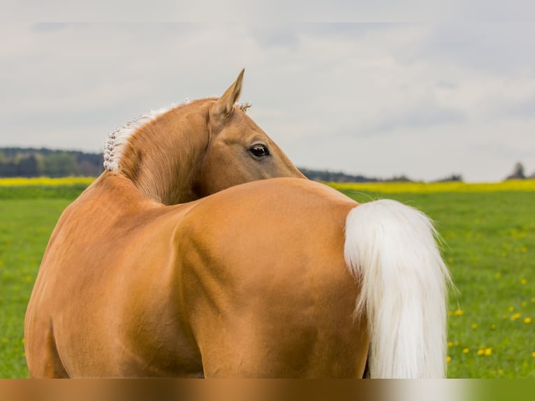 Soel'rings Triple X Piccolo Pony Tedesco Stallone Palomino in Bad Sachsa/Nüxei