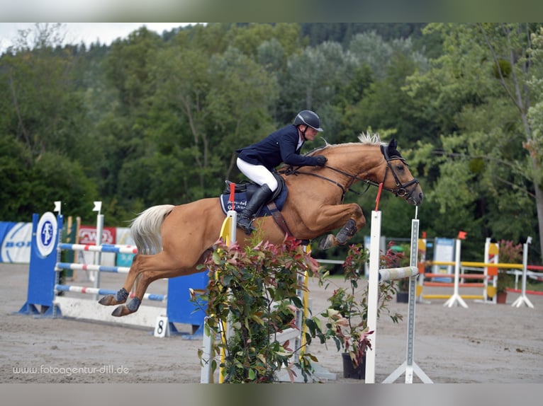 Soel'rings Triple X Piccolo Pony Tedesco Stallone Palomino in Bad Sachsa/Nüxei