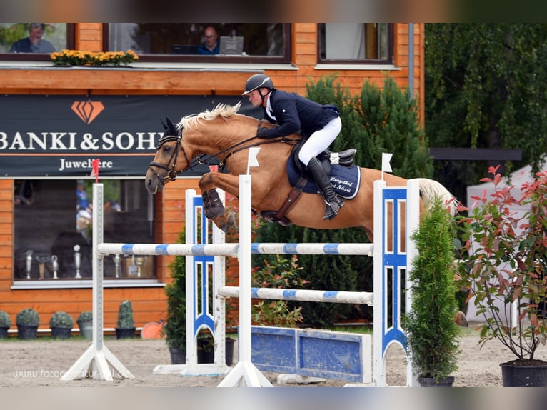 Soel'rings Triple X Piccolo Pony Tedesco Stallone Palomino in Bad Sachsa/Nüxei