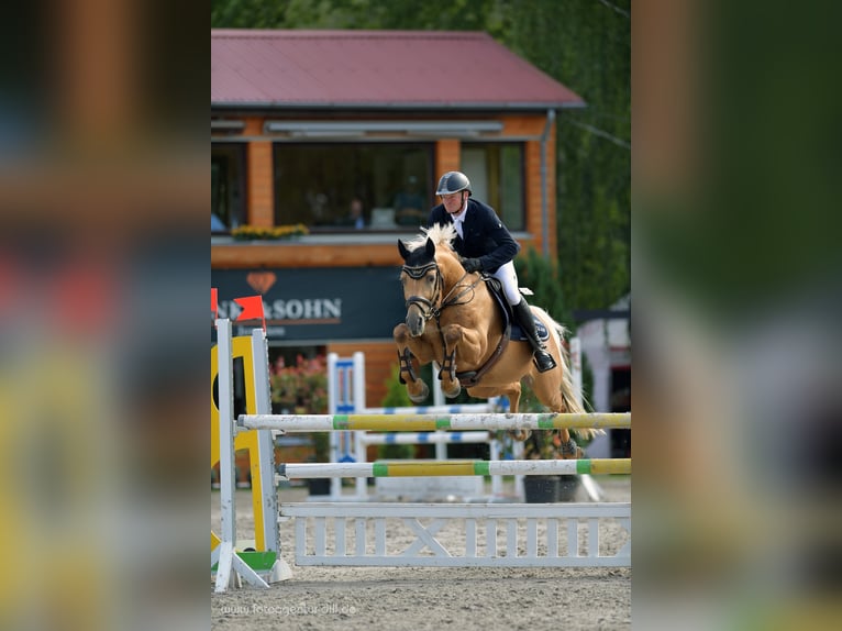 Soel'rings Triple X Piccolo Pony Tedesco Stallone Palomino in Bad Sachsa/Nüxei