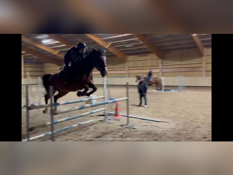 Sonstige Rassen Hengst 10 Jahre 170 cm Brauner in Octeville-sur-Mer