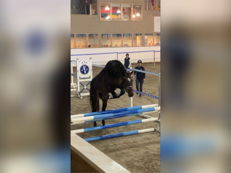 Sonstige Rassen Hengst 10 Jahre 173 cm Dunkelbrauner in Finstadjordet