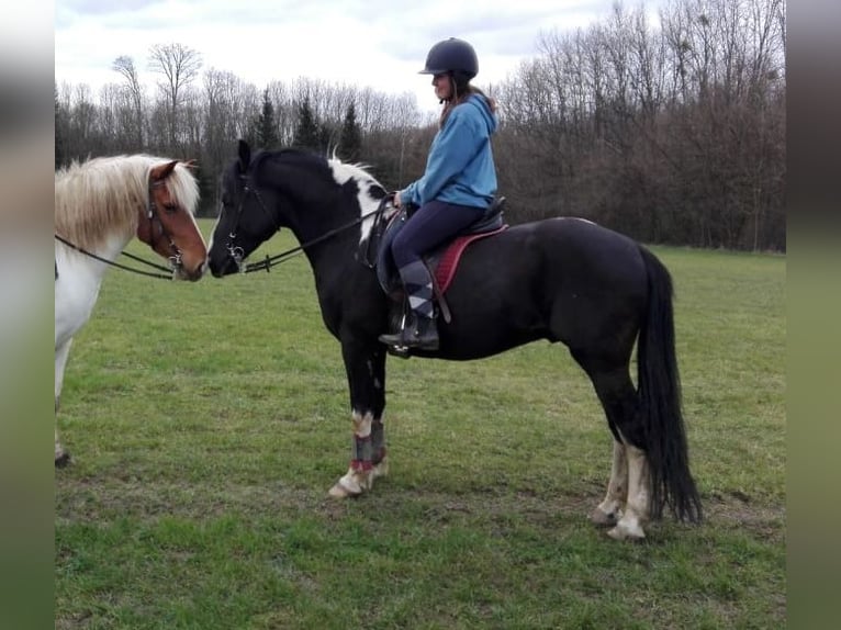 Sonstige Rassen Hengst 17 Jahre 144 cm Schecke in Scheibenhardt