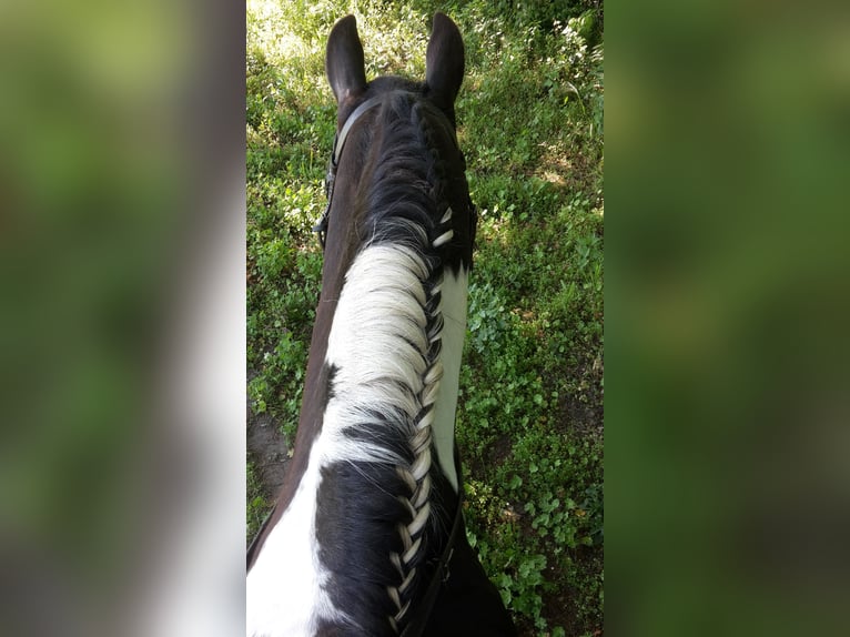 Sonstige Rassen Hengst 17 Jahre 144 cm Schecke in Scheibenhardt