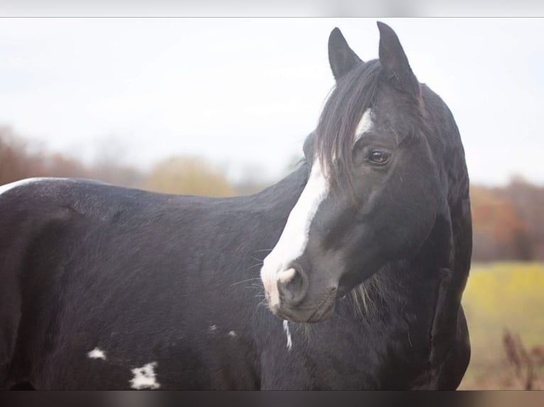 Sonstige Rassen Hengst 17 Jahre 144 cm Schecke in Scheibenhardt