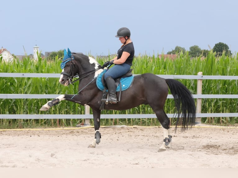 Sonstige Rassen Hengst 17 Jahre 144 cm Schecke in Scheibenhardt