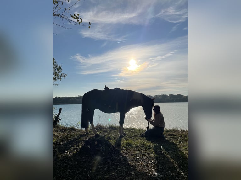 Sonstige Rassen Hengst 17 Jahre 144 cm Schecke in Scheibenhardt