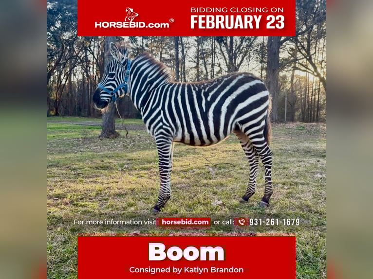 Sonstige Rassen Hengst 1 Jahr 102 cm  in Ridgeland