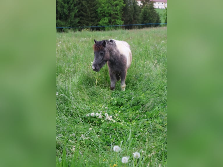 Sonstige Rassen Hengst 1 Jahr 110 cm Kann Schimmel werden in Pregarten Sonstige Rassen Hengst 1 Jahr 110 cm Kann Schimmel werden in Pregarten