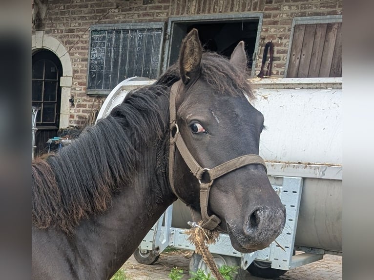 Sonstige Rassen Hengst 1 Jahr 125 cm Pearl in grez doiceau