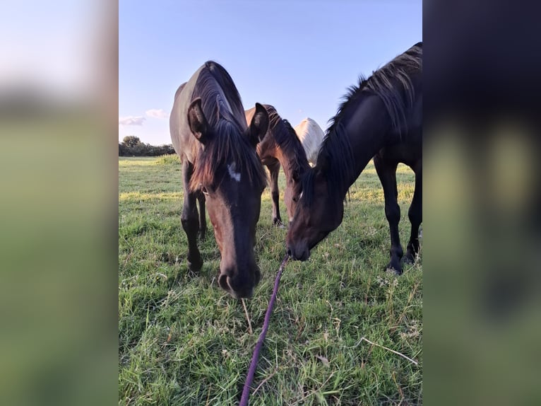Sonstige Rassen Hengst 1 Jahr 143 cm Falbe in Kaarst