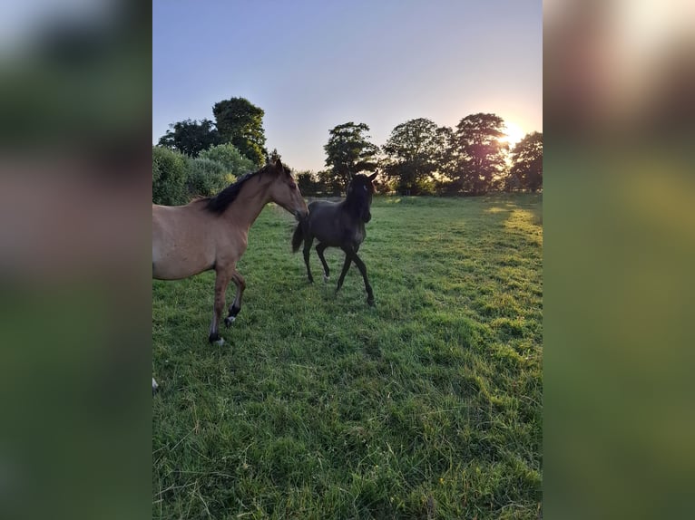 Sonstige Rassen Hengst 1 Jahr 143 cm Falbe in Kaarst