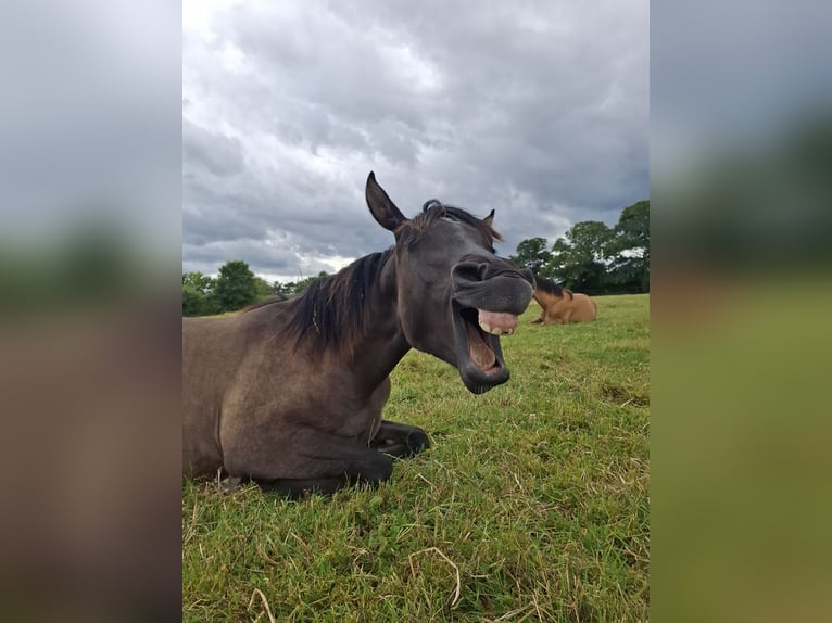 Sonstige Rassen Hengst 1 Jahr 143 cm Falbe in Kaarst