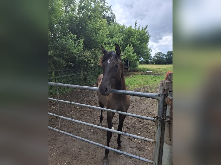 Sonstige Rassen Hengst 1 Jahr 143 cm Falbe in Kaarst