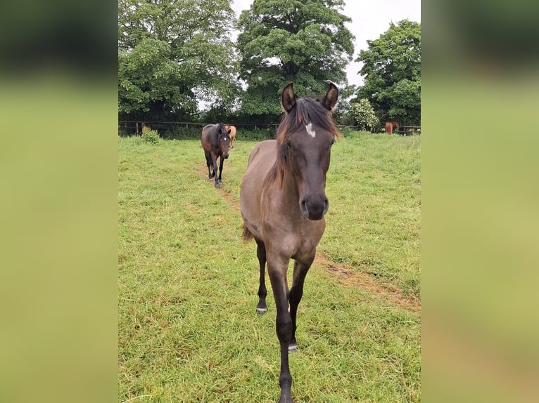 Sonstige Rassen Hengst 1 Jahr 143 cm Falbe in Kaarst