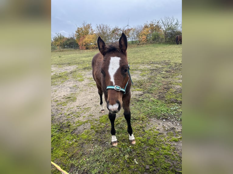 Sonstige Rassen Mix Hengst 1 Jahr 145 cm Brauner in Groß Pinnow