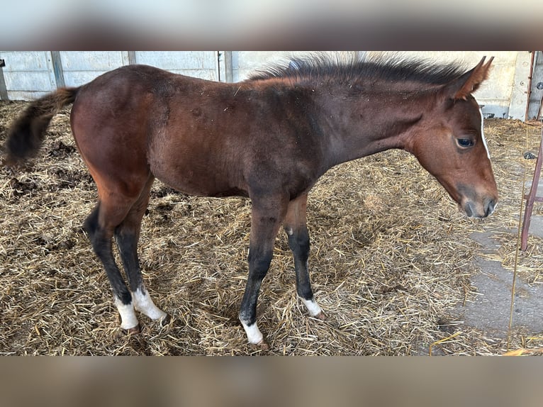 Sonstige Rassen Mix Hengst 1 Jahr 145 cm Brauner in Groß Pinnow