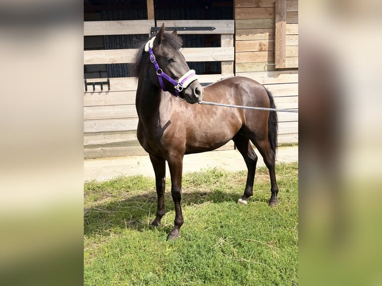 Sonstige Rassen Mix Hengst 1 Jahr 145 cm Schwarzbrauner in Swarzędz