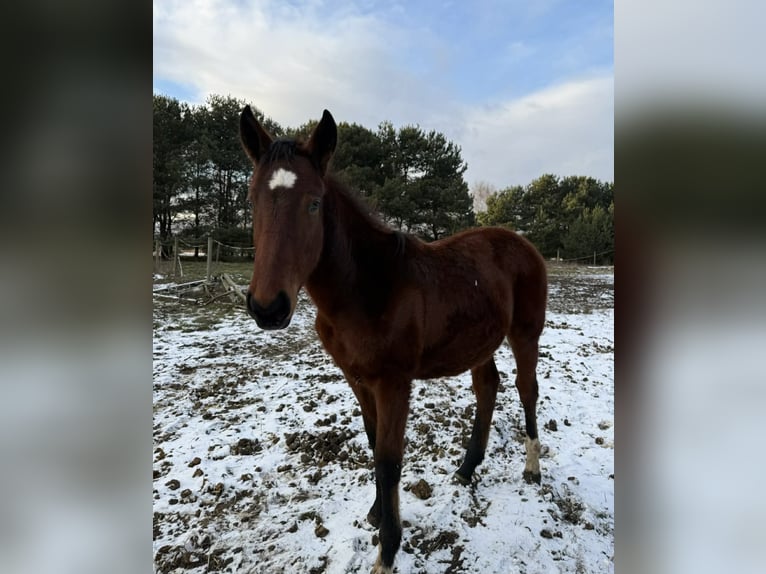 Sonstige Rassen Hengst 1 Jahr 150 cm Brauner in Włoszczowa