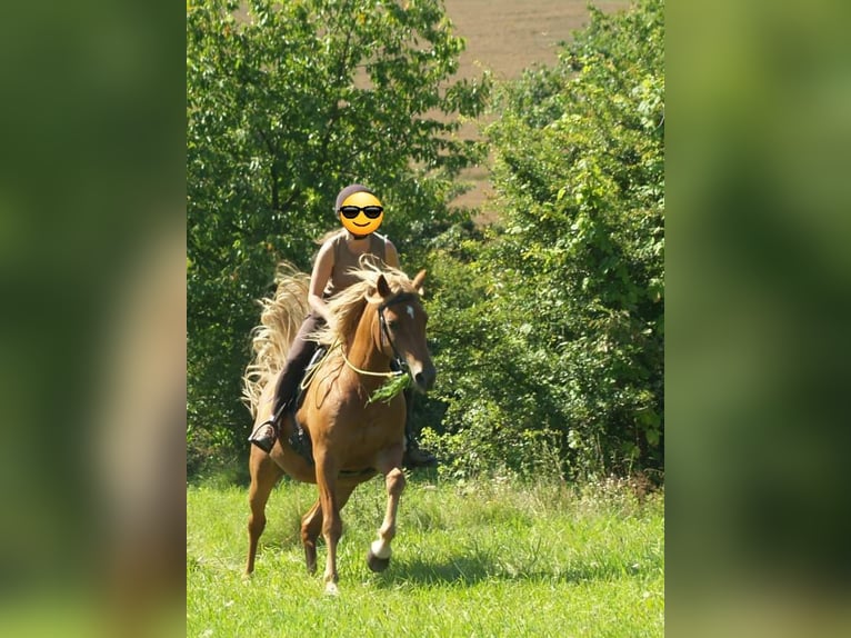 Sonstige Rassen Mix Hengst 1 Jahr 150 cm Brauner in Tasnovice
