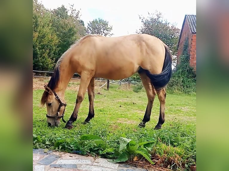 Sonstige Rassen Mix Hengst 1 Jahr 150 cm Falbe in Olesa De Montserrat