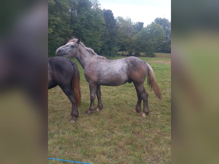 Sonstige Rassen Hengst 1 Jahr 150 cm Schimmel in BIELLA