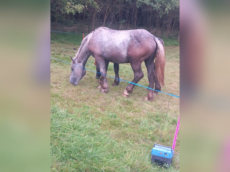 Sonstige Rassen Hengst 1 Jahr 150 cm Schimmel in BIELLA