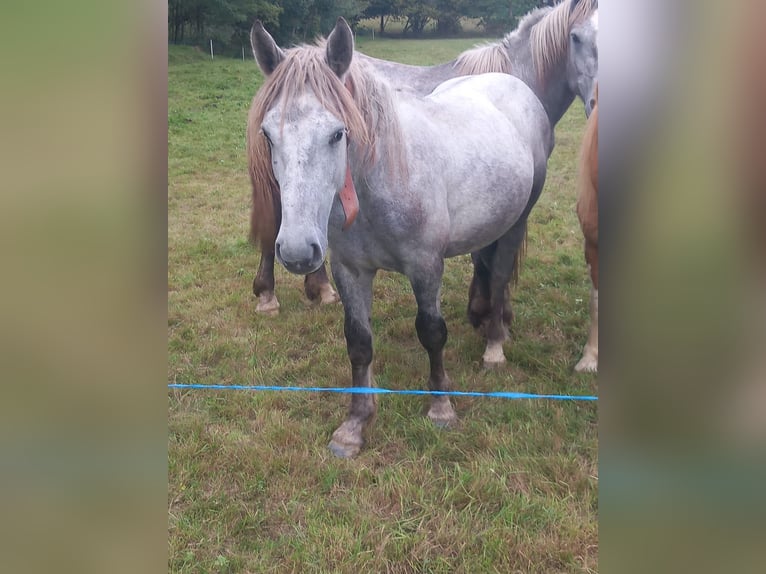 Sonstige Rassen Hengst 1 Jahr 150 cm Schimmel in BIELLA