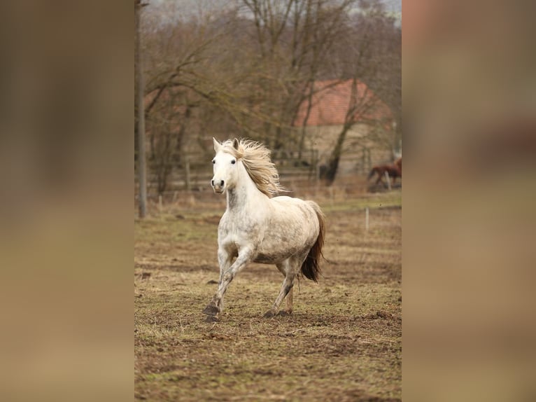Sonstige Rassen Mix Hengst 1 Jahr 150 cm in Tasnovice