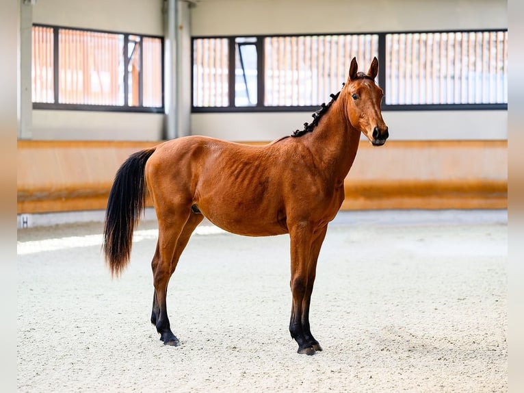 Sonstige Rassen Hengst 1 Jahr 153 cm Brauner in Moalde (San Mamede)