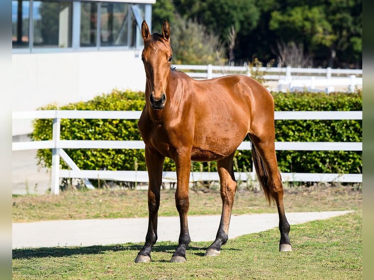 Sonstige Rassen Hengst 1 Jahr 153 cm Brauner in Moalde (San Mamede)